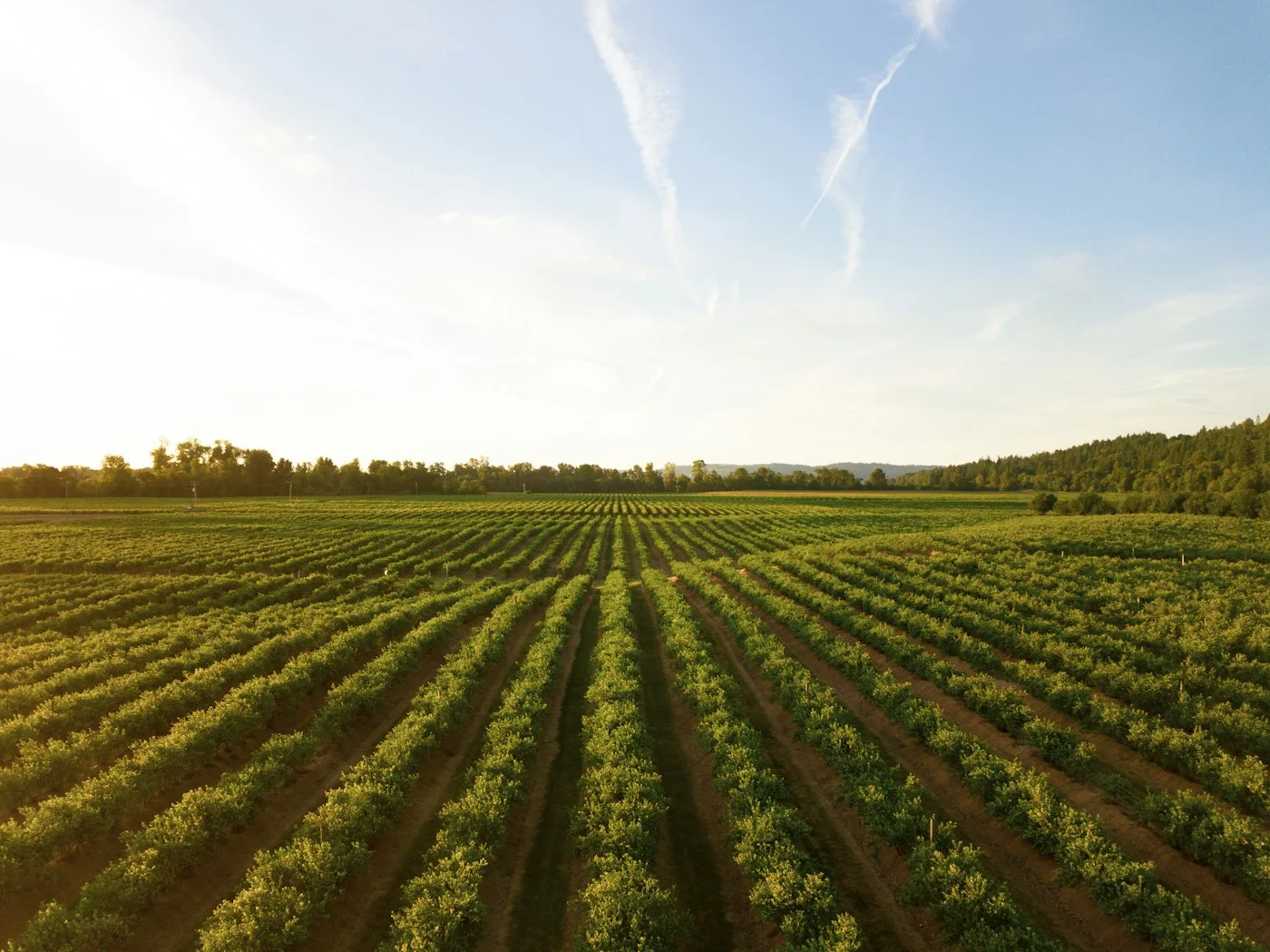 Ordered crop rows extending across a field